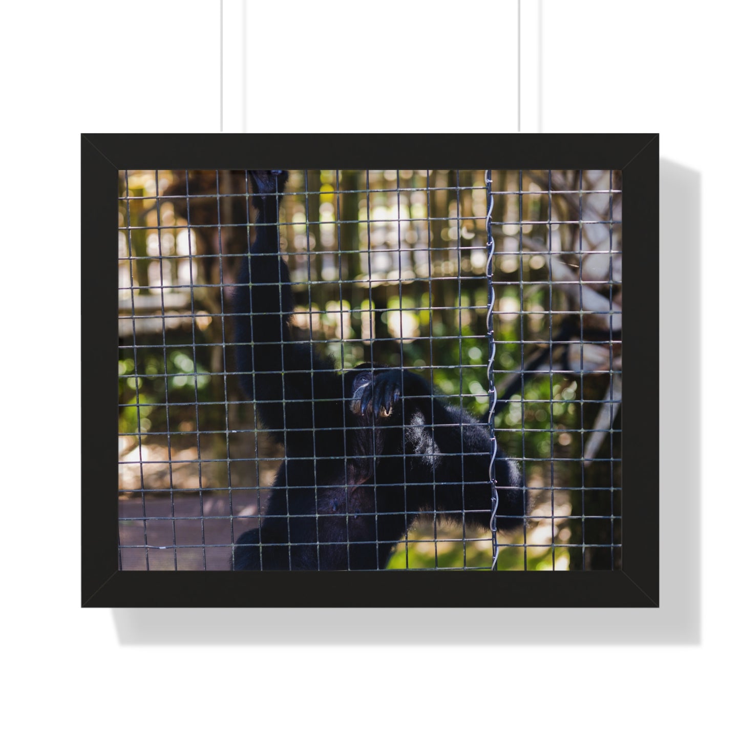 Behind the Bars: A Moment with a Black Howler Monkey - Framed Photography Print