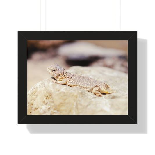 Sun-Kissed Serenity: A Lizard on a Rock - Framed Photography Print