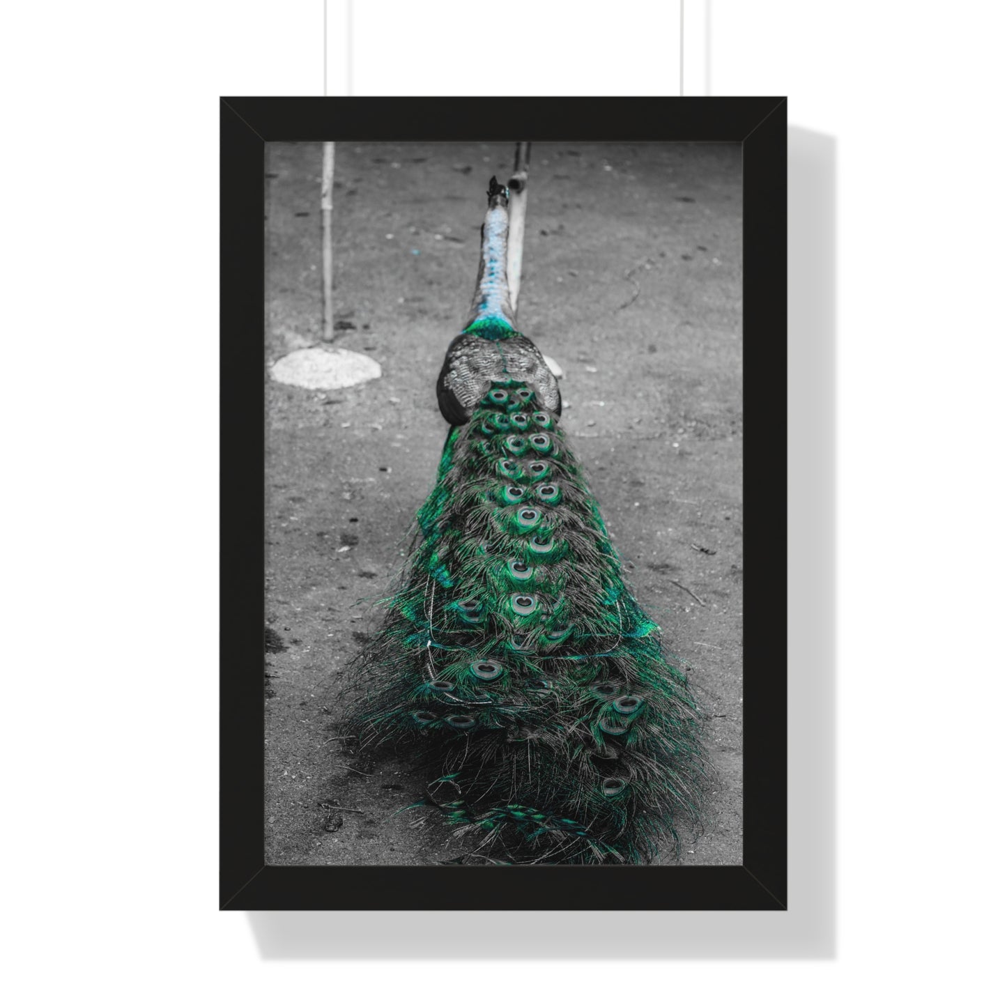 Hawaiian Elegance: Peacock on the Road - Framed Photography Print