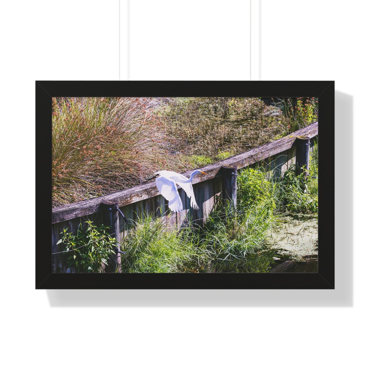 Soaring High: An Ibis in Flight - Framed Photography Print