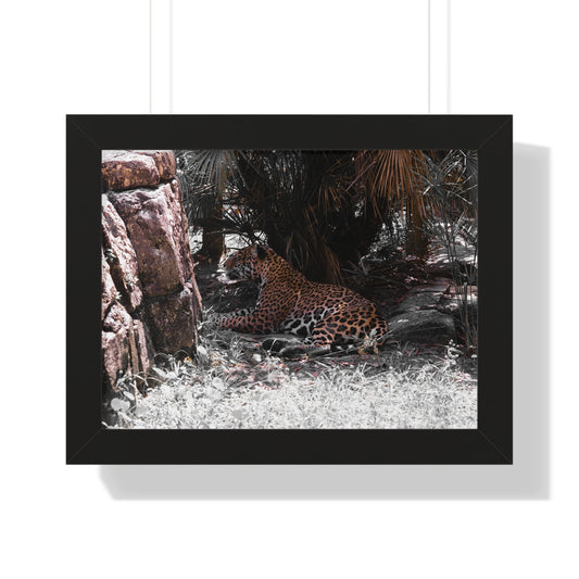 Stealth and Beauty: A Jaguar in the Shade - Framed Photography Print