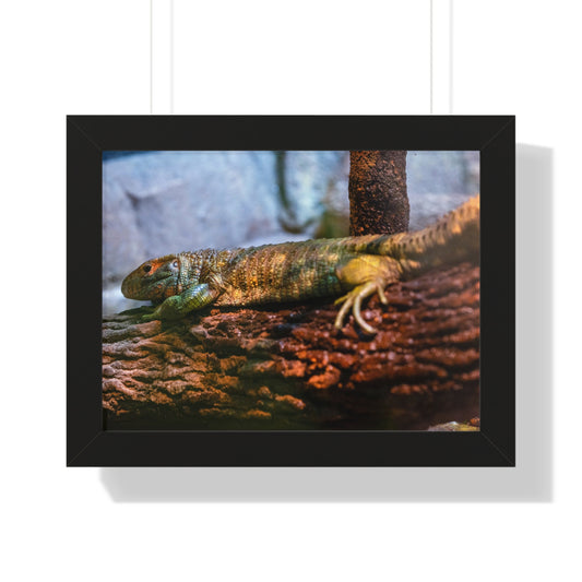 Serene Reptile: A Moment at the Jacksonville Zoo and Gardens - Framed Photography Print