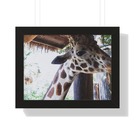 Gentle Giant: A Close Encounter with a Giraffe - Framed Photography Print