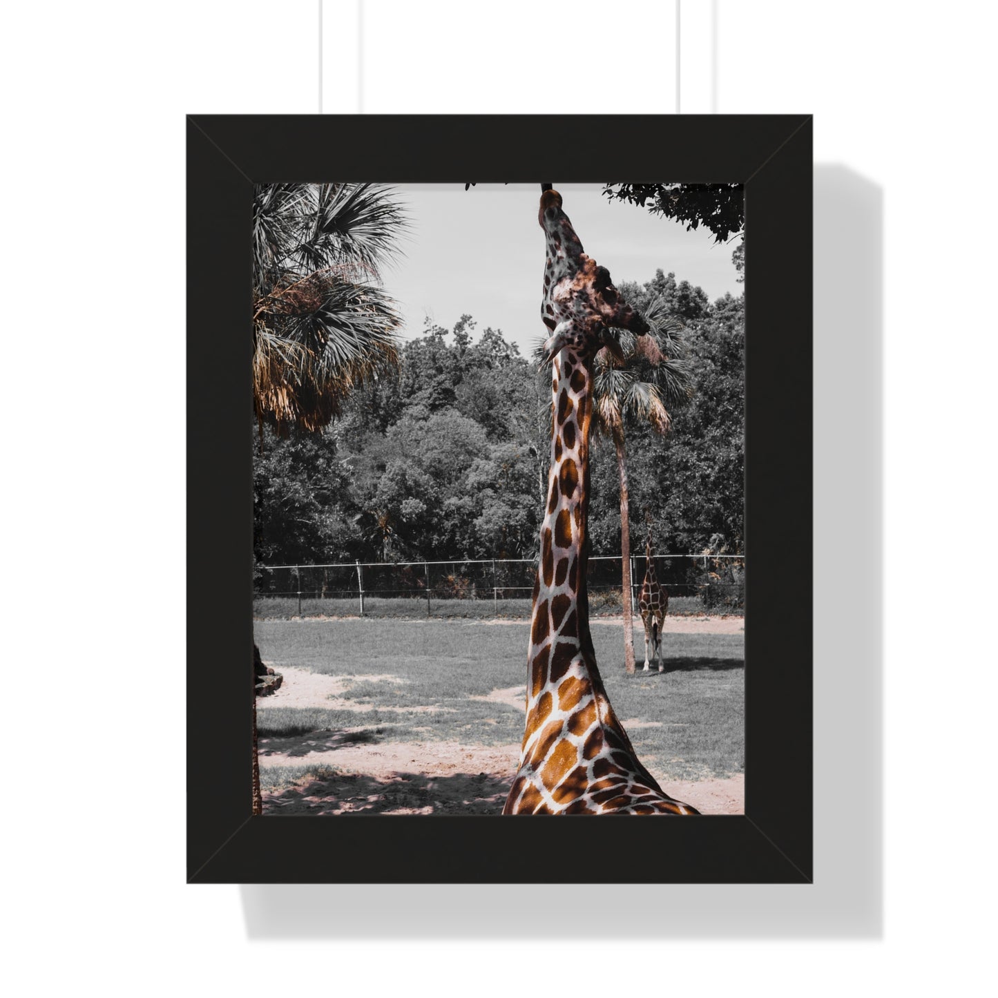 Reaching New Heights: A Giraffe in the Wild- Framed Photography Print