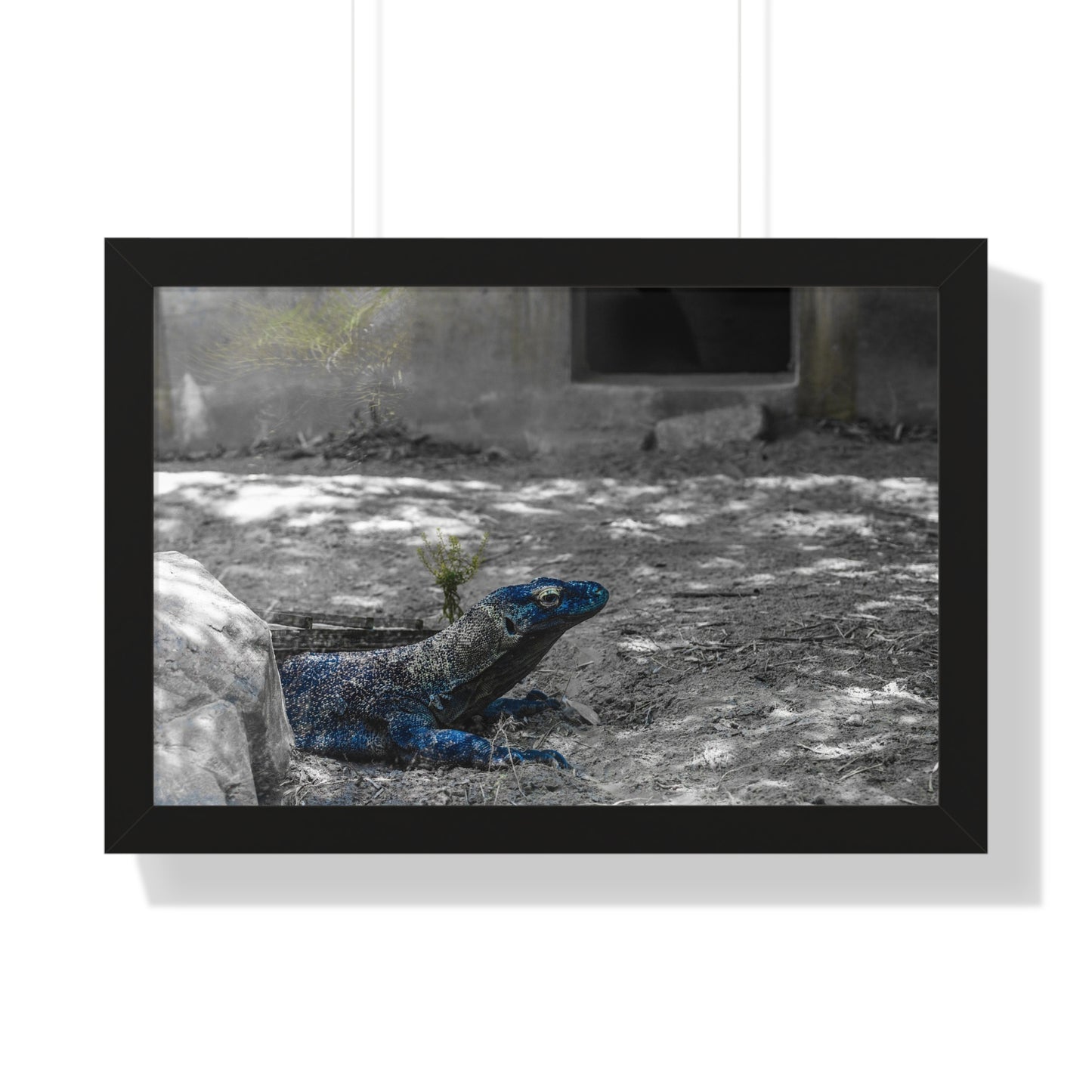 Majestic Lizard: A Study in Color and Form - Framed Photography Print