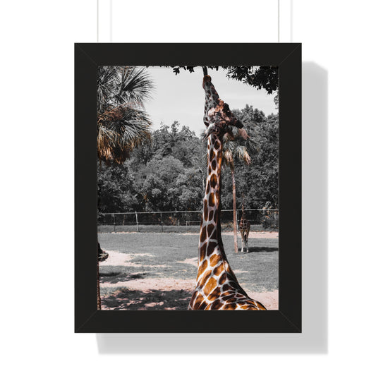 Reaching New Heights: A Giraffe in the Wild- Framed Photography Print