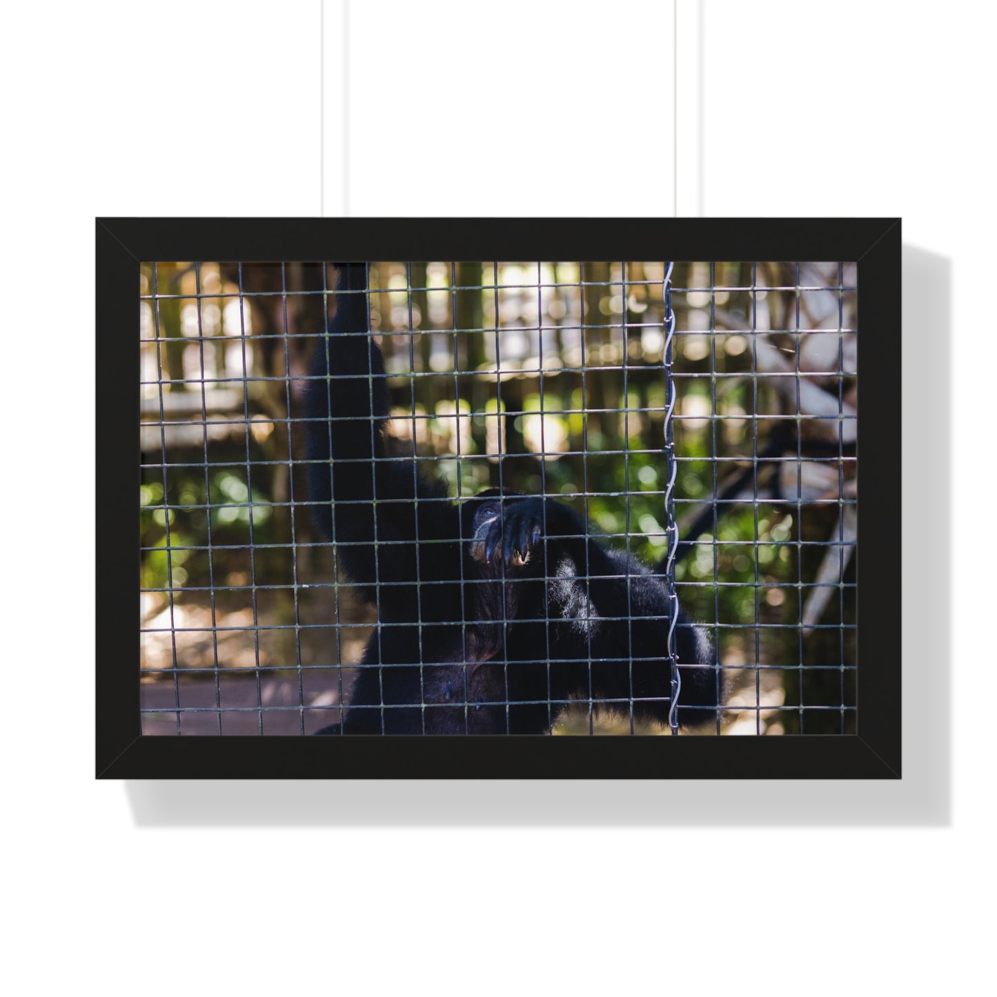Behind the Bars: A Moment with a Black Howler Monkey - Framed Photography Print