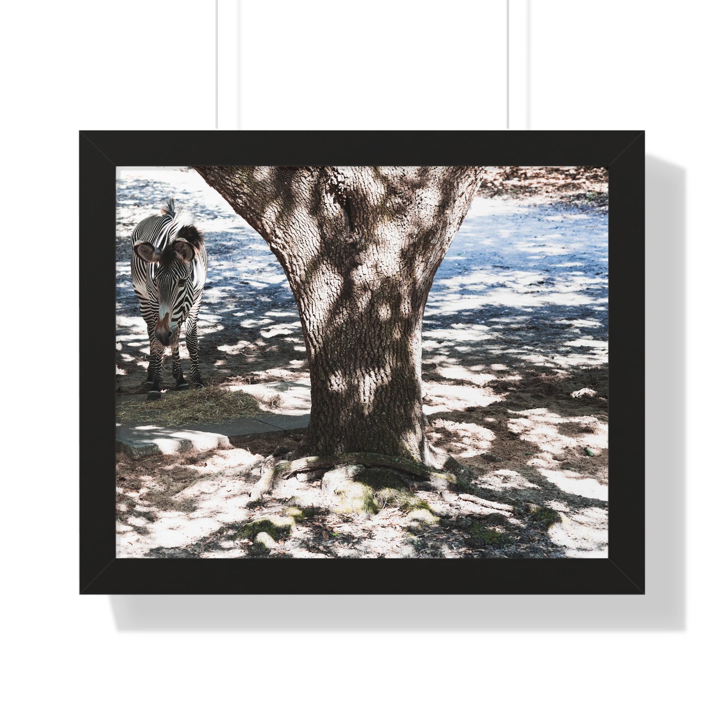 Stripes in the Shade: A Zebra's Retreat - Framed Photography Print
