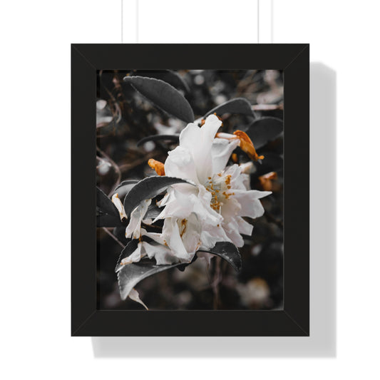 Elegant White Flower Photography Print