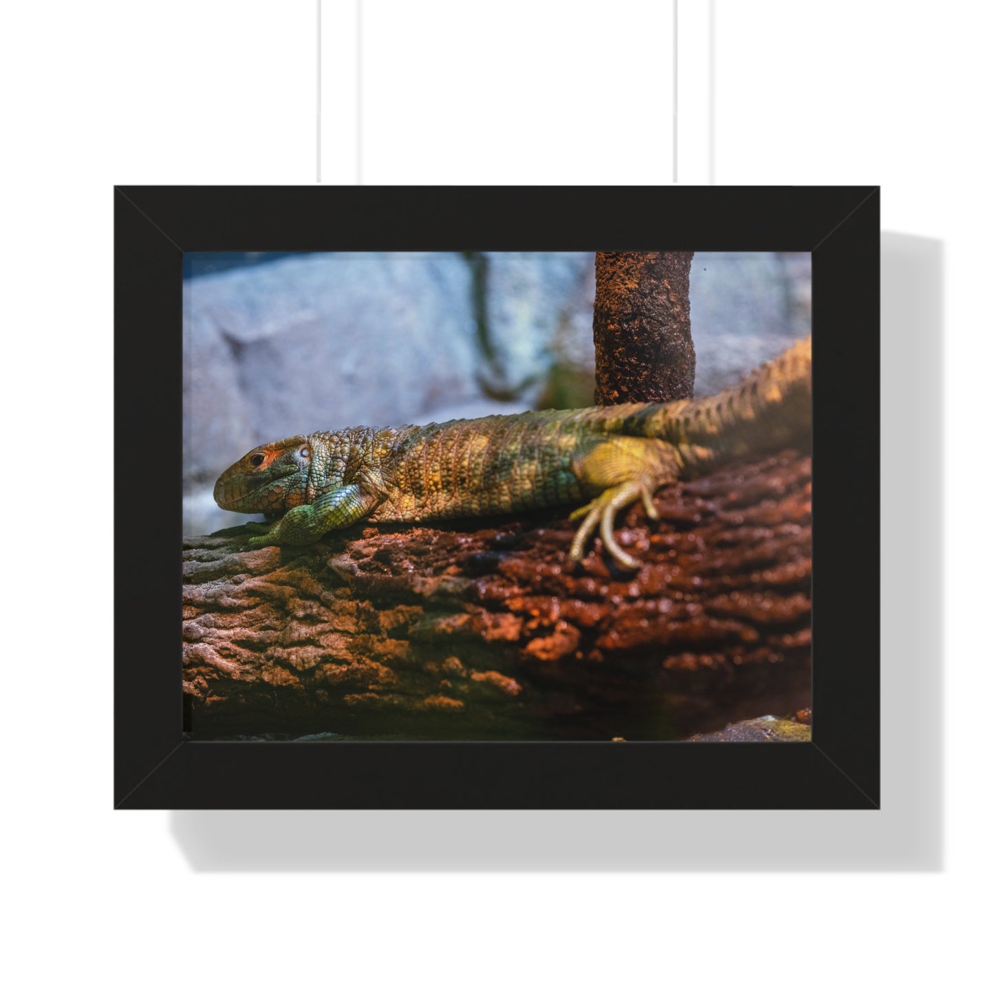 Serene Reptile: A Moment at the Jacksonville Zoo and Gardens - Framed Photography Print