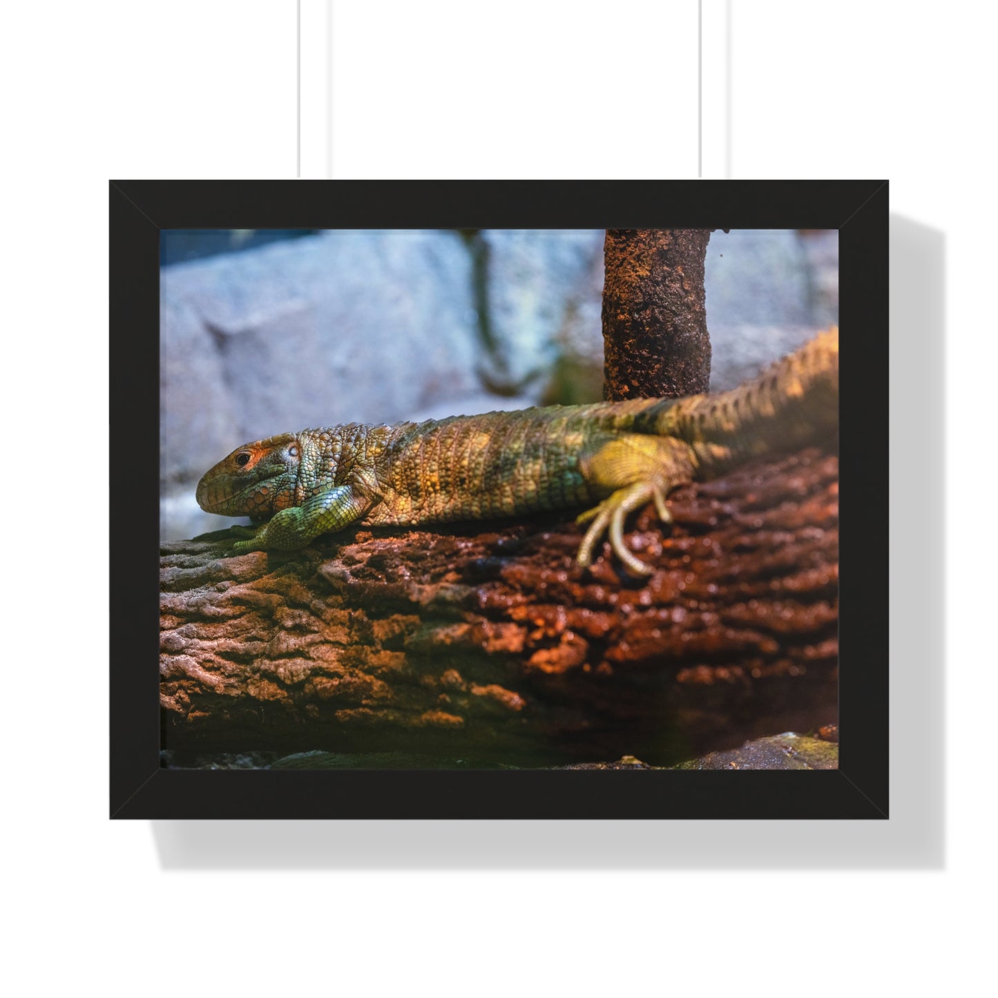 Serene Reptile: A Moment at the Jacksonville Zoo and Gardens - Framed Photography Print