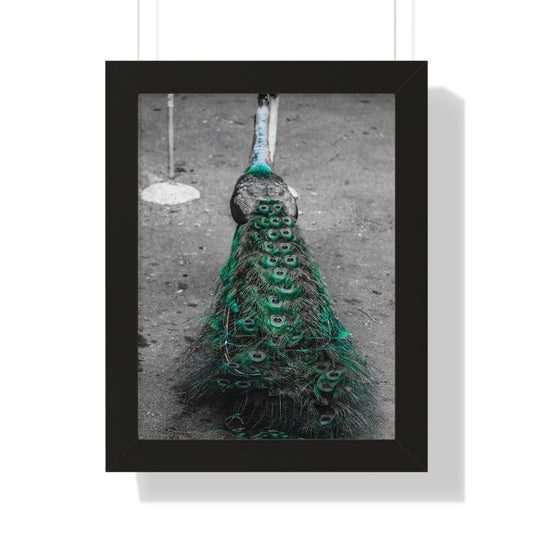 Hawaiian Elegance: Peacock on the Road - Framed Photography Print