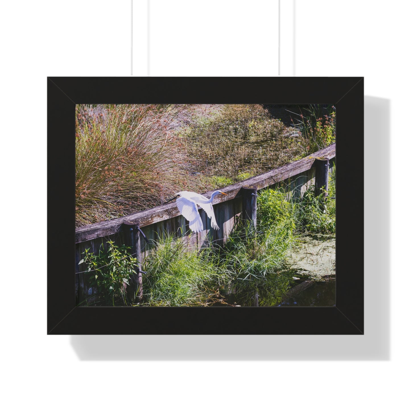 Soaring High: An Ibis in Flight - Framed Photography Print
