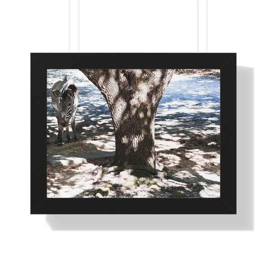 Stripes in the Shade: A Zebra's Retreat - Framed Photography Print