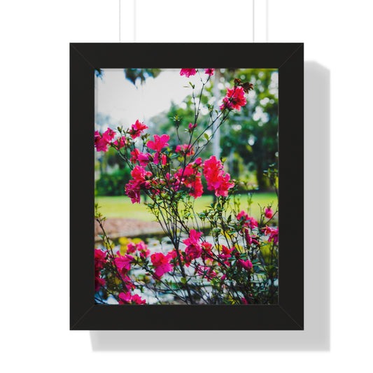 Blooming Azaleas Photography Print