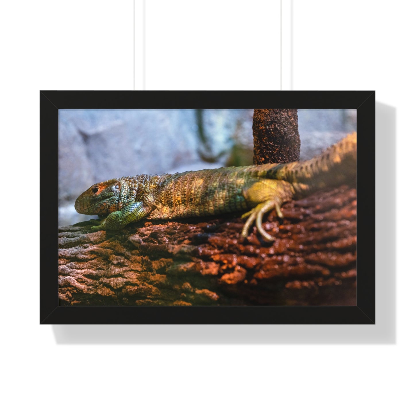 Serene Reptile: A Moment at the Jacksonville Zoo and Gardens - Framed Photography Print