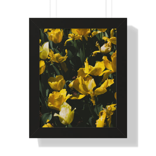 Sunny Yellow Tulips at Cheekwood Gardens - Framed Photography Print