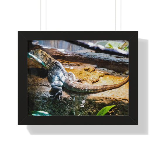 Sunlit Repose: A Lizard in Its Habitat - Framed Photography Print