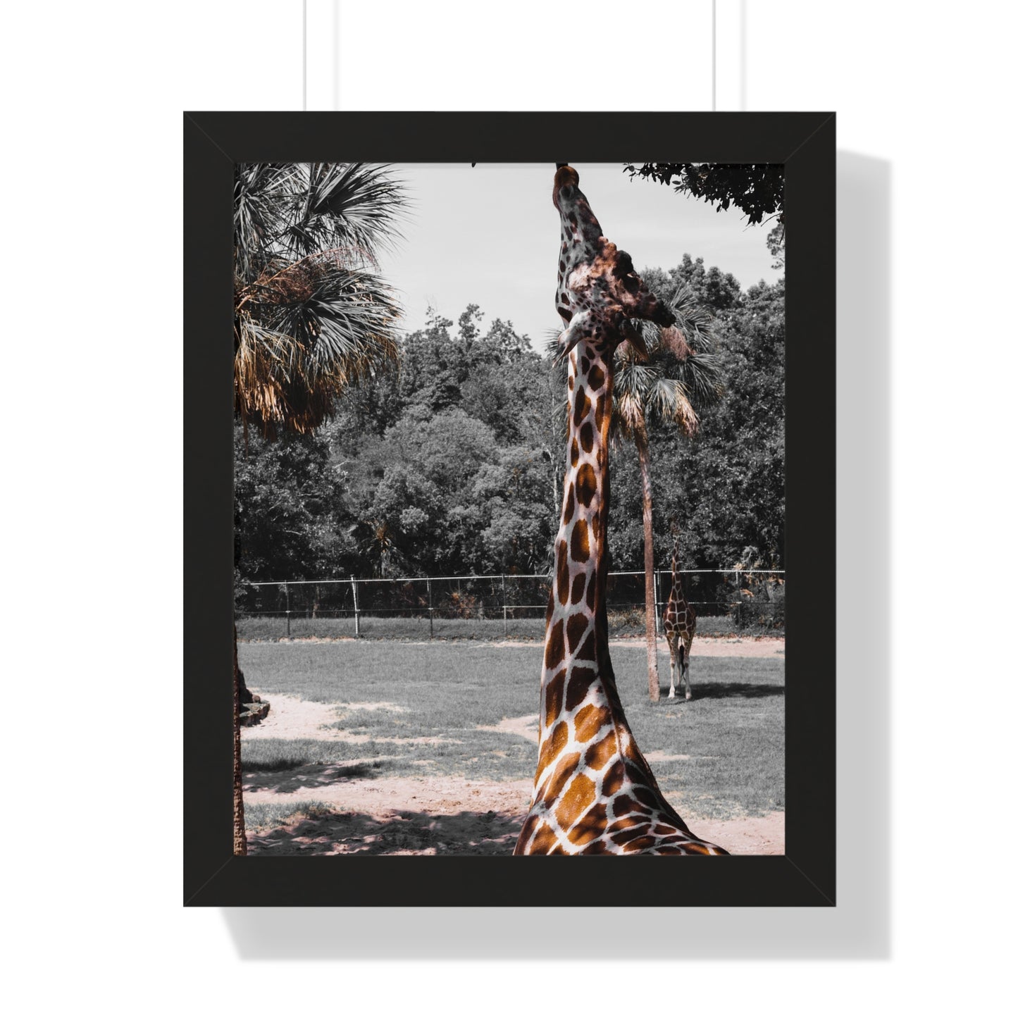 Reaching New Heights: A Giraffe in the Wild- Framed Photography Print