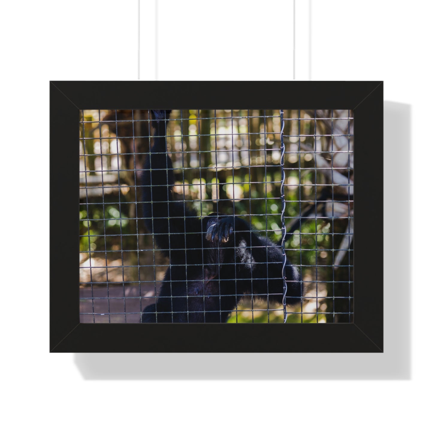 Behind the Bars: A Moment with a Black Howler Monkey - Framed Photography Print