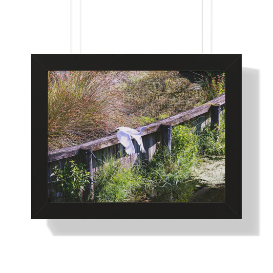 Soaring High: An Ibis in Flight - Framed Photography Print