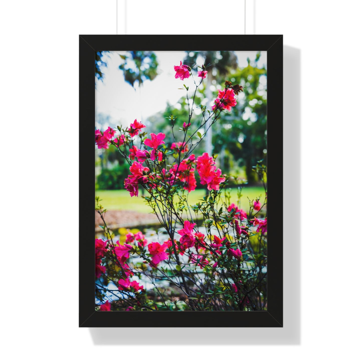 Blooming Azaleas Photography Print
