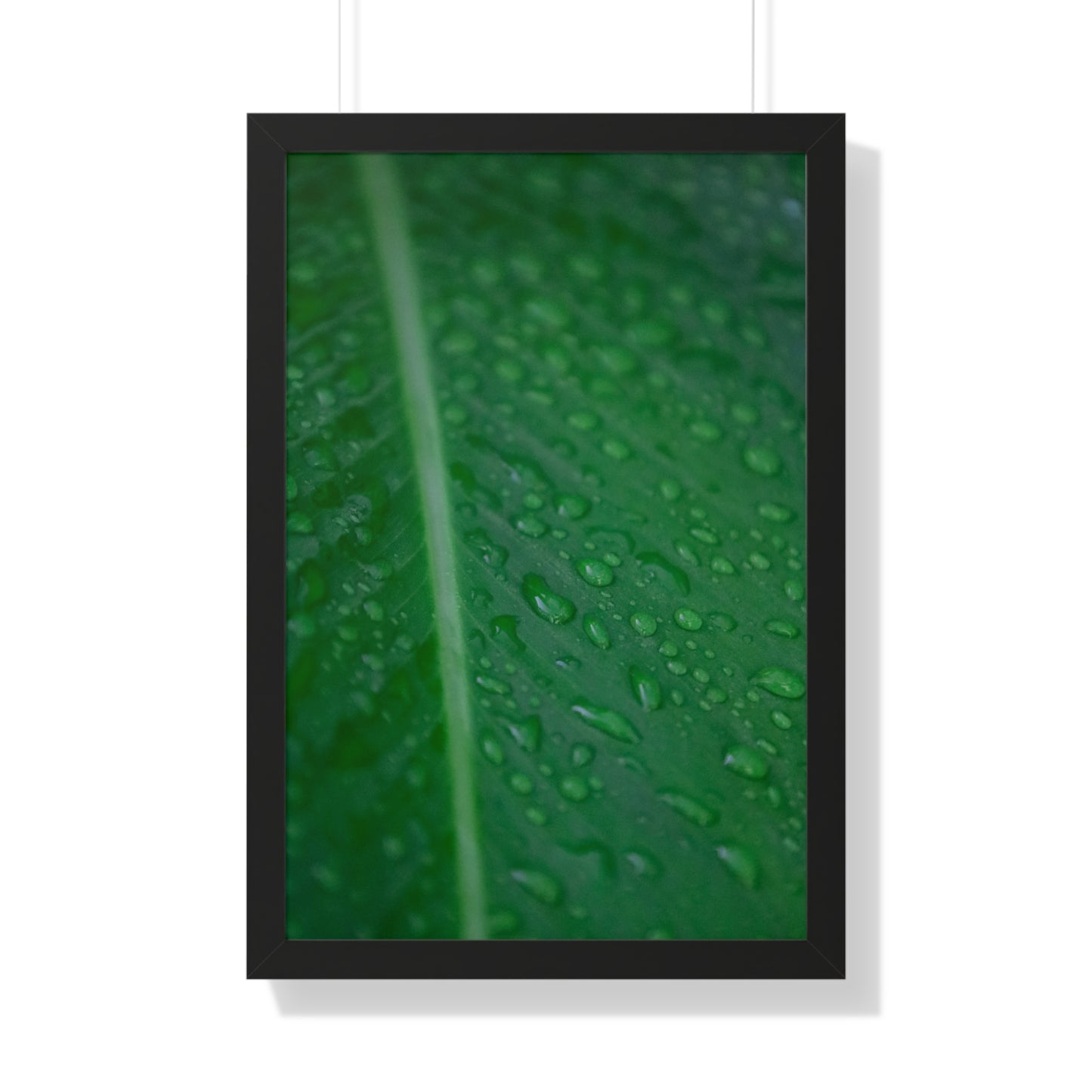 Nature's Detail:  Leaf with Water Drops - Framed Photography Print