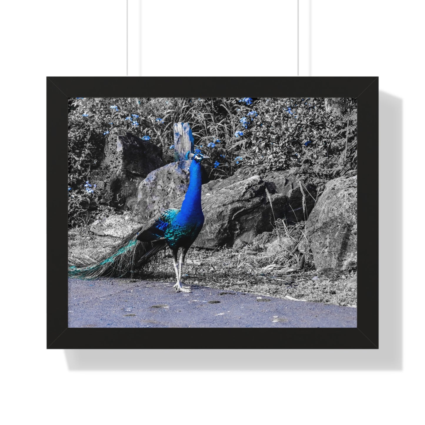 Majestic Peacock: Tropical Stroll in Hawaii - Framed Photography Print