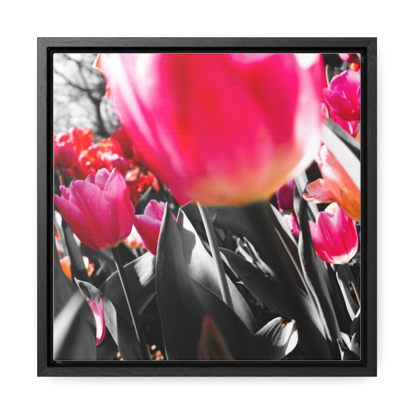 Cheeckwood Gardens Pink Blooms Photography Print