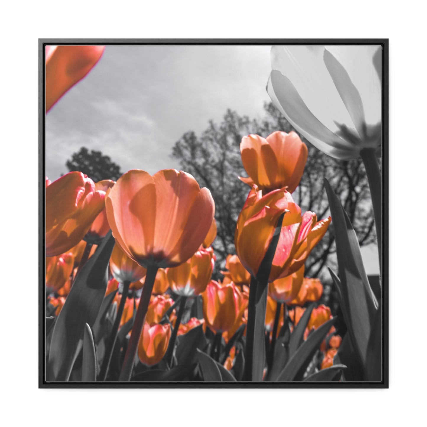 Radiant Peach Tulips at Cheekwood Gardens - Framed Canvas Print