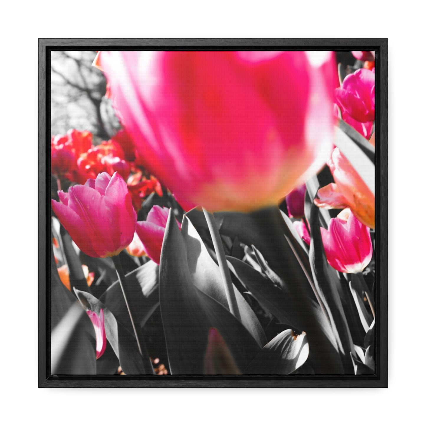 Cheeckwood Gardens Pink Blooms Photography Print