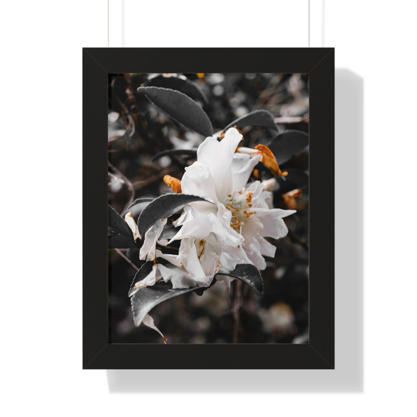 Elegant White Flower Photography Print