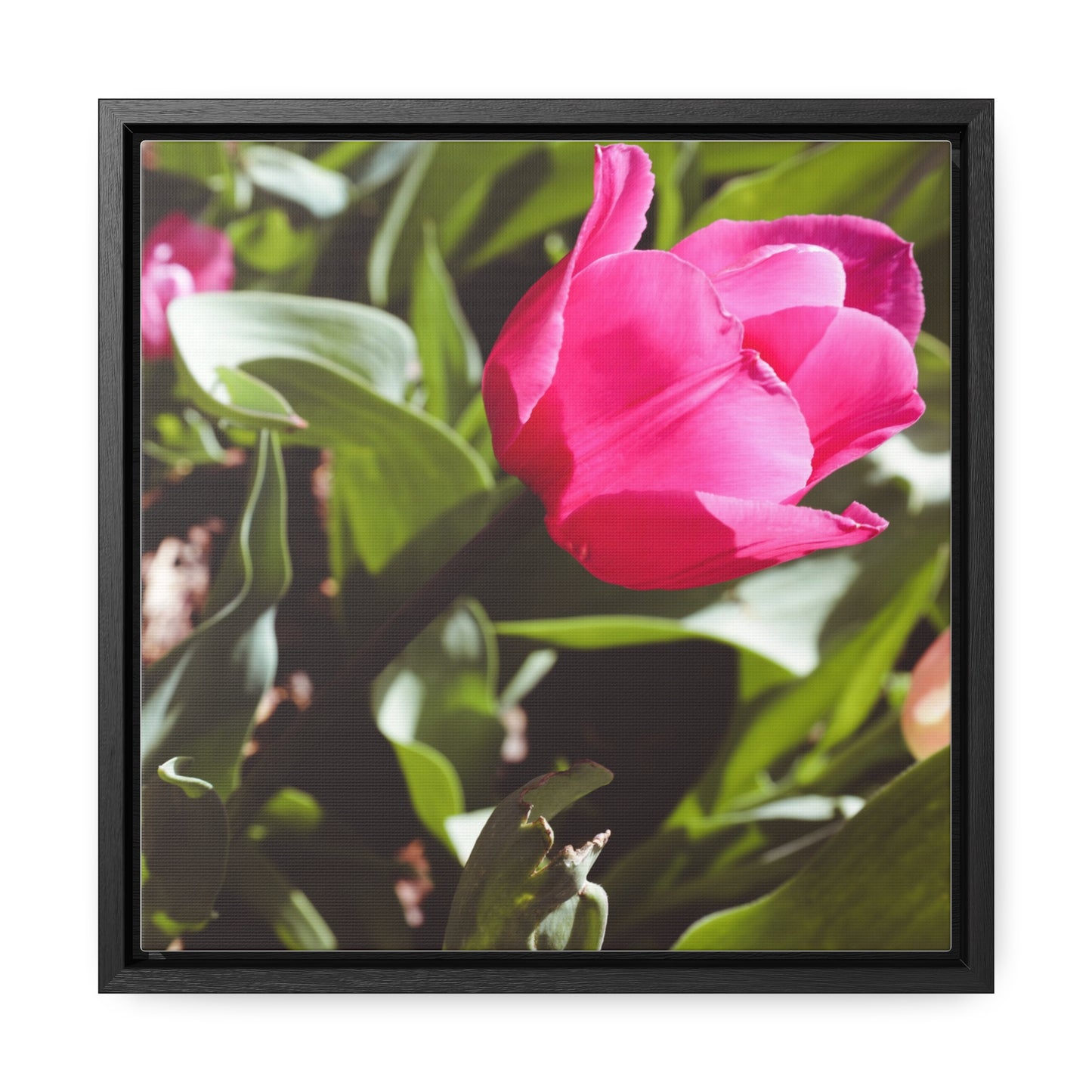 Elegant Pink Tulip at Cheekwood Gardens - Framed Canvas Prin