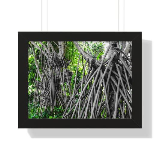 Hawaiian Wonder: Unique Tree with Draping Limbs - Photography Print