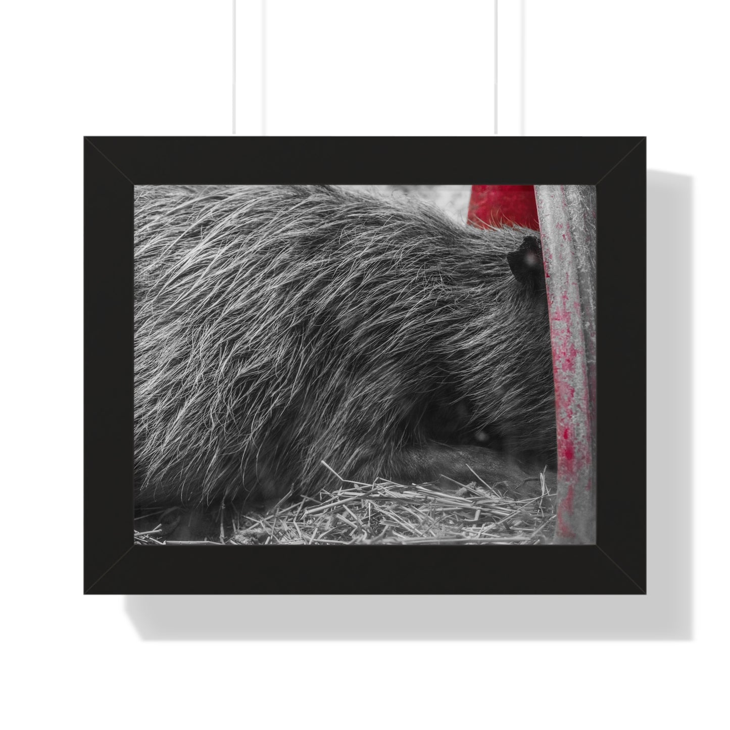 Resting in Shadows: A Capybara's Quiet Moment - Framed Photography Print