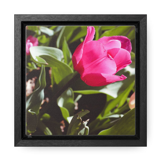 Elegant Pink Tulip at Cheekwood Gardens - Framed Canvas Prin