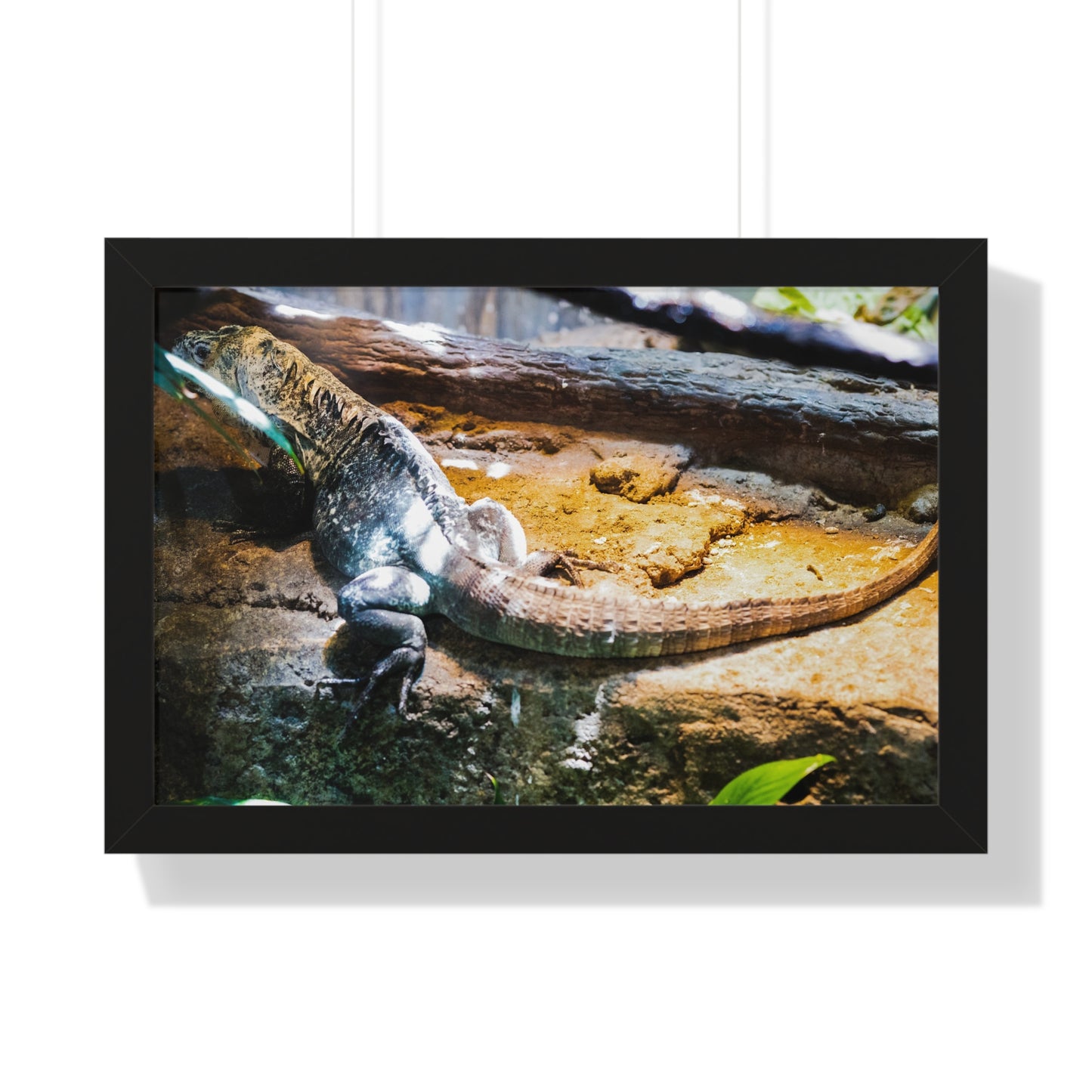 Sunlit Repose: A Lizard in Its Habitat - Framed Photography Print