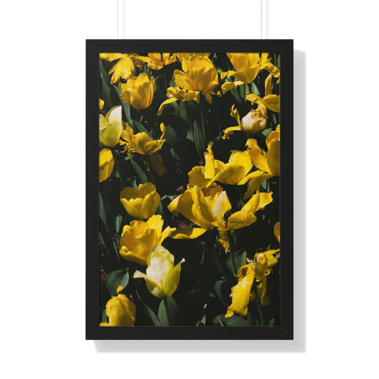 Sunny Yellow Tulips at Cheekwood Gardens - Framed Photography Print