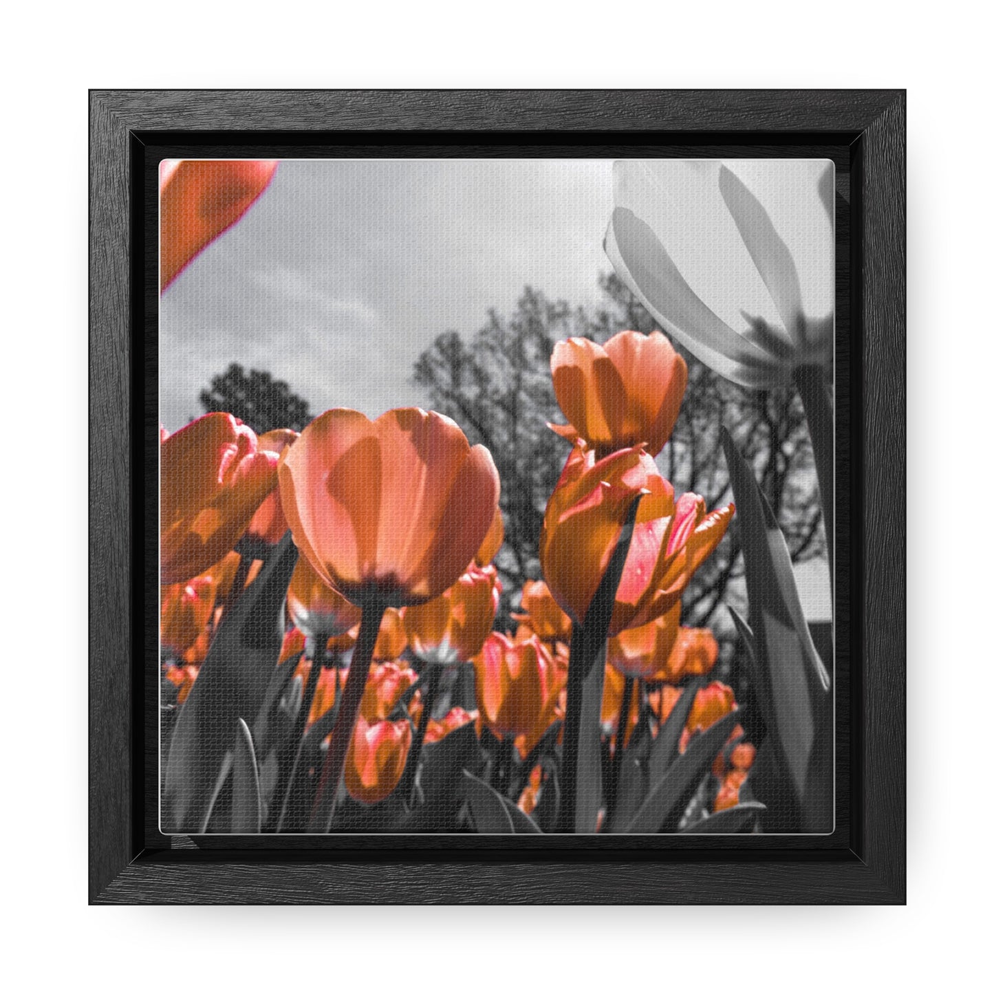 Radiant Peach Tulips at Cheekwood Gardens - Framed Canvas Print