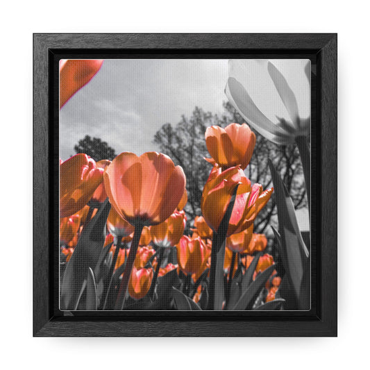 Radiant Peach Tulips at Cheekwood Gardens - Framed Canvas Print