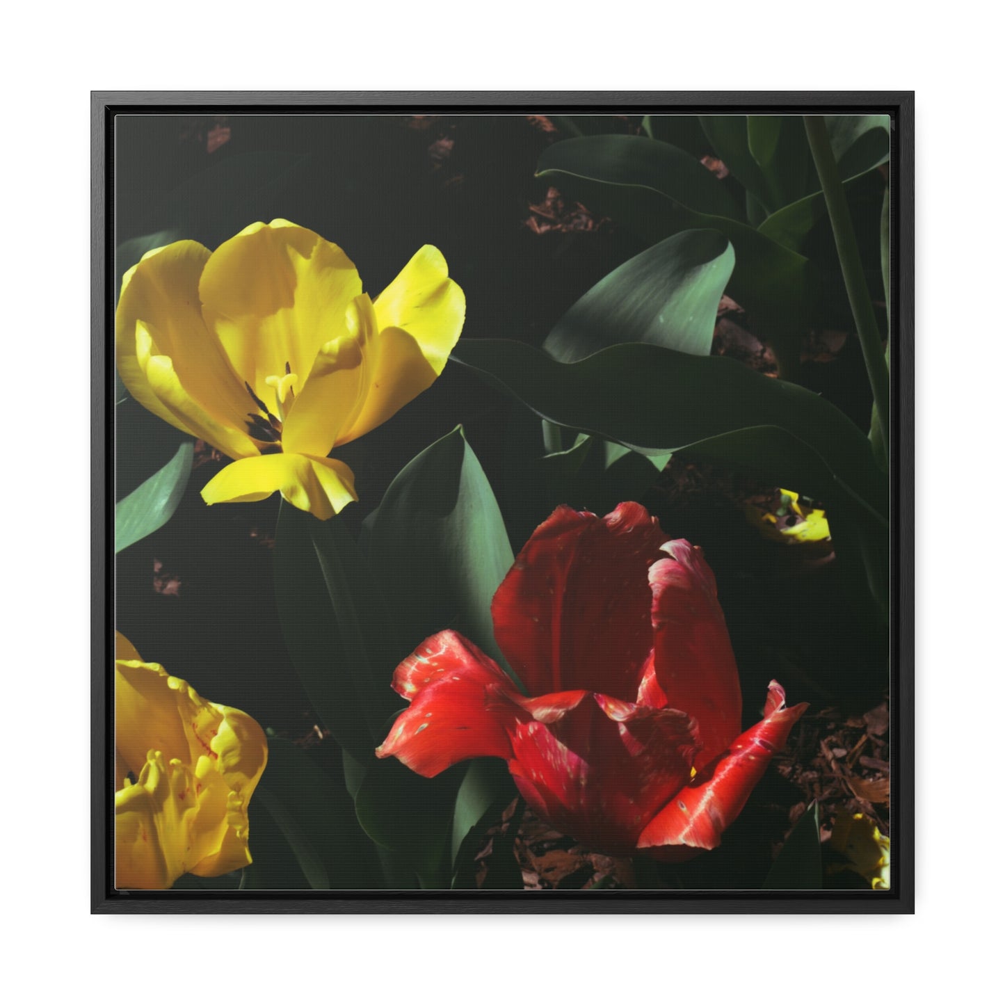 Vibrant Tulips at Cheekwood Gardens - Framed Canvas Print