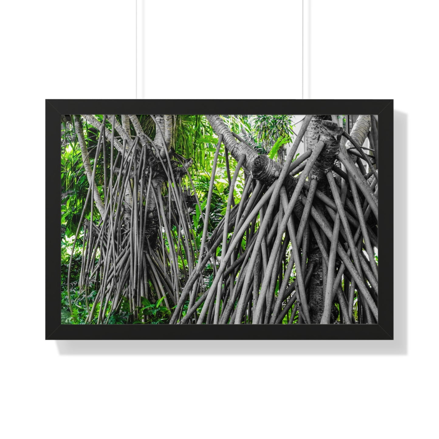 Hawaiian Wonder: Unique Tree with Draping Limbs - Photography Print