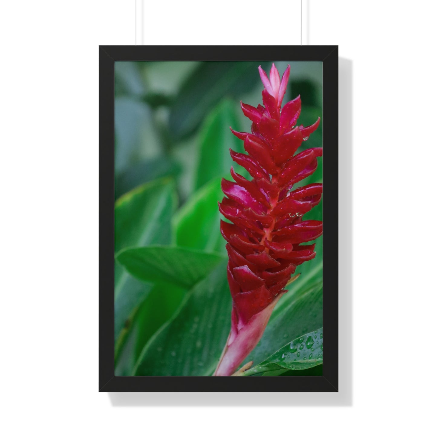 Tropical Bliss: Lush Plant Life at Sandals Resort -Framed Photography Print