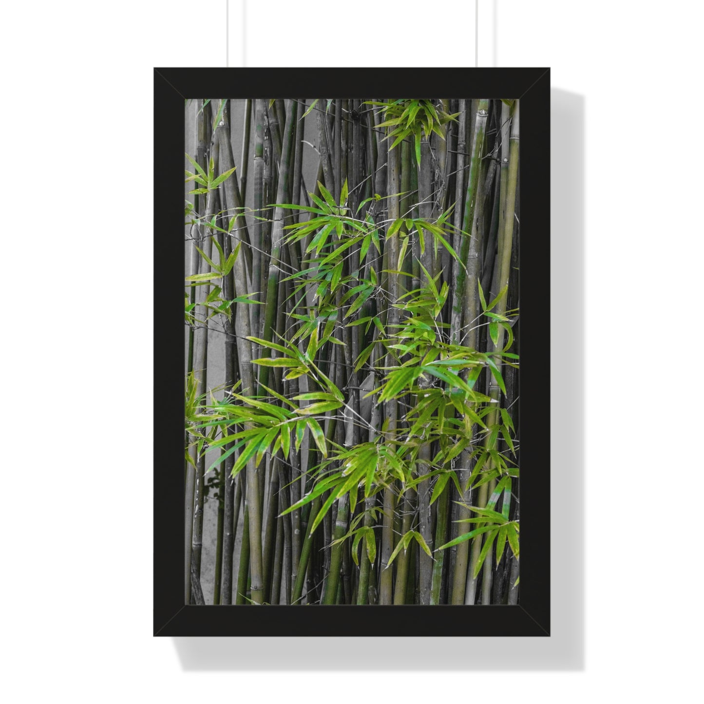 Lush Bamboo Grove Photography Print