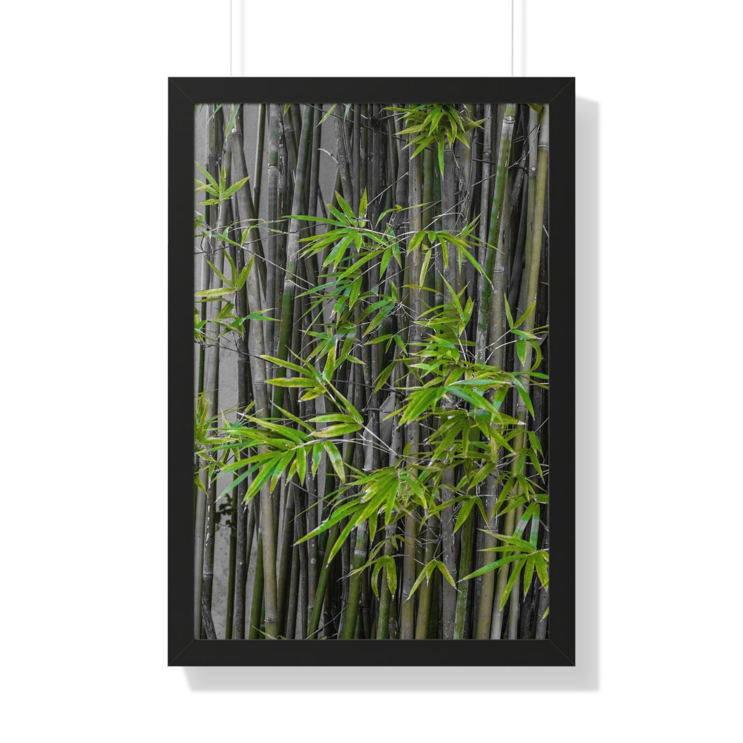 Lush Bamboo Grove Photography Print