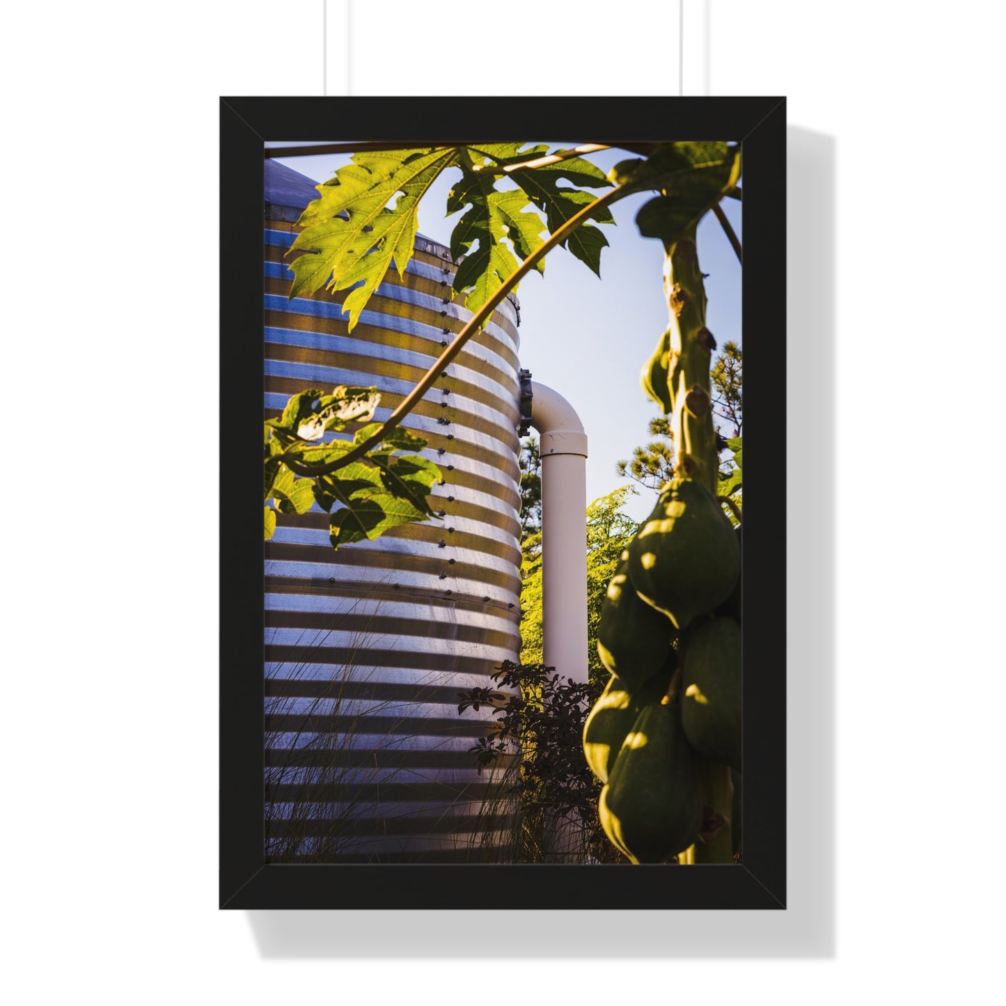 Papaya and Rainwater Tank Photography Print