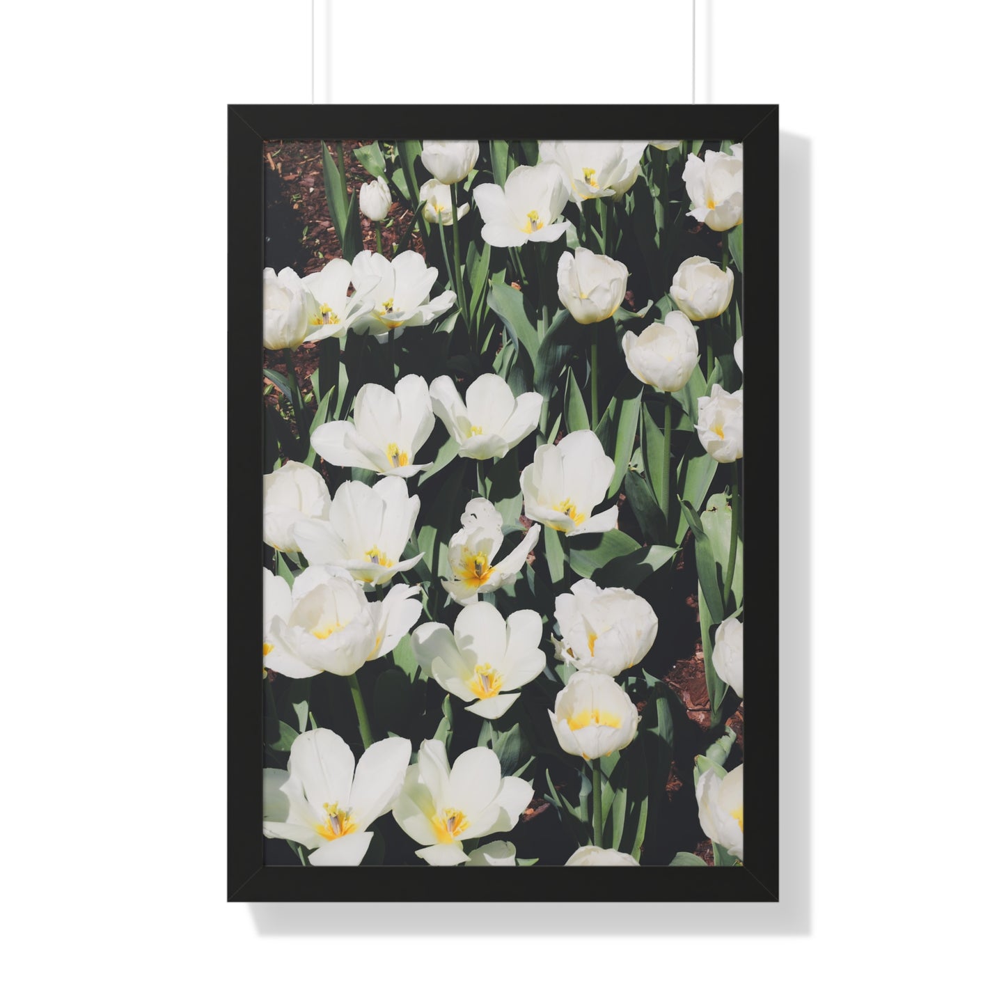 Elegant White Flowers at Cheekwood Gardens - Framed Print