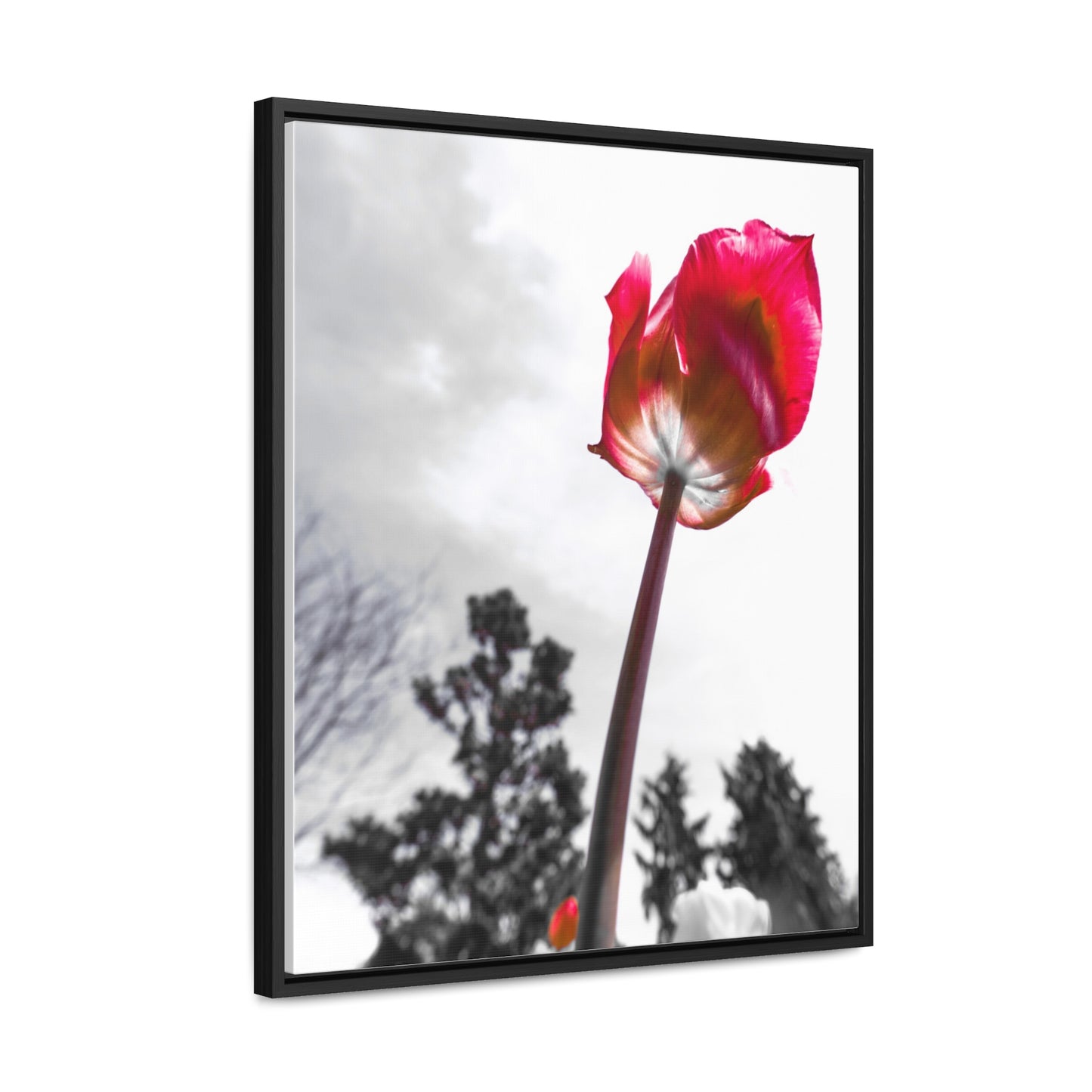 Serene Landscape at Cheekwood Gardens - Framed Canvas Print