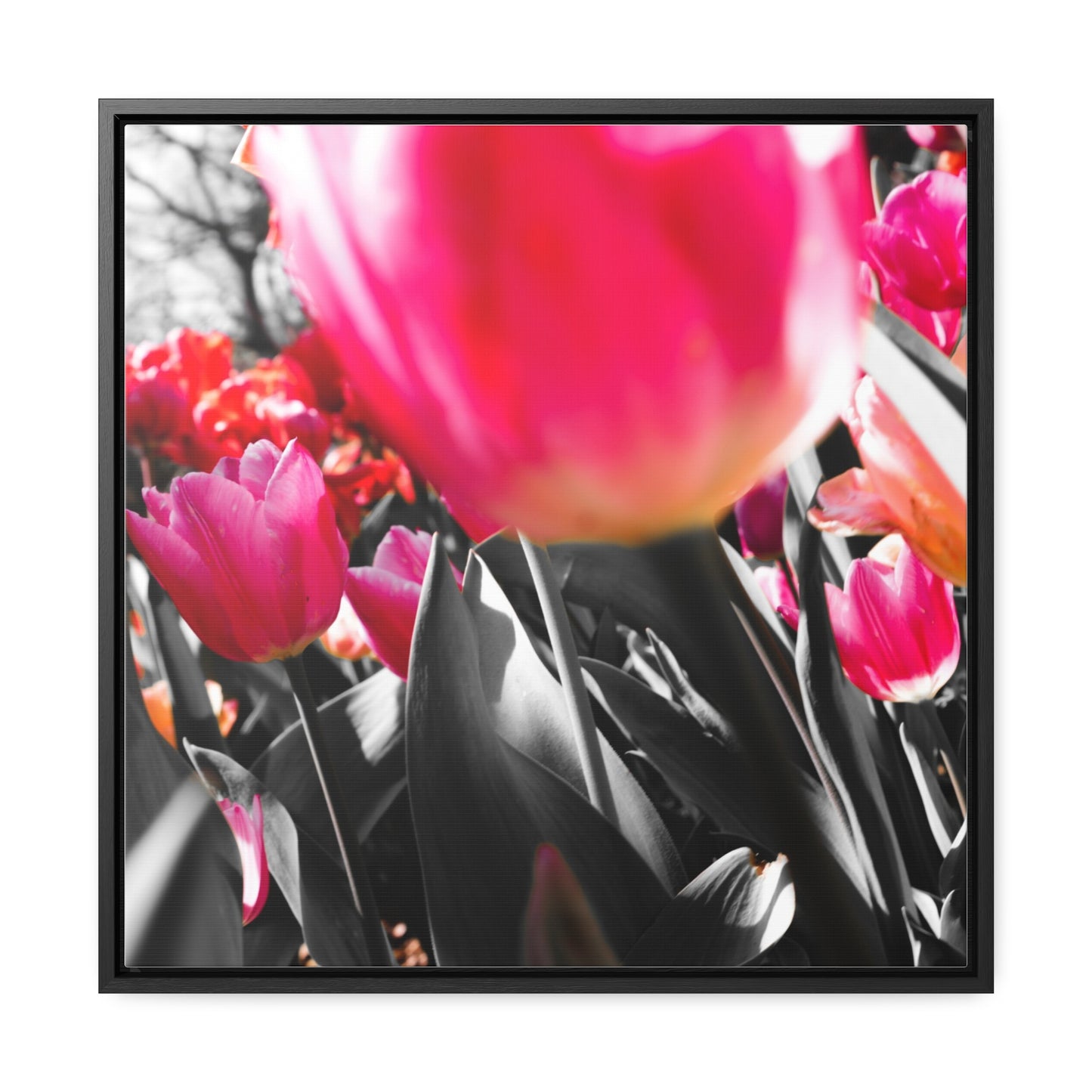 Cheeckwood Gardens Pink Blooms Photography Print