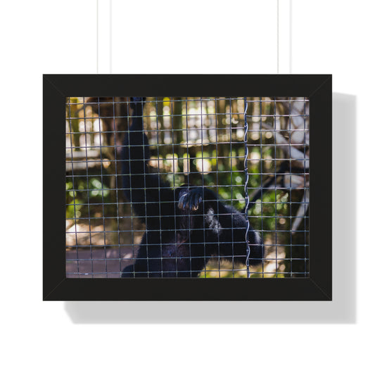 Behind the Bars: A Moment with a Black Howler Monkey  - Framed Photography Print